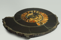 Аммонит пиритизированный, полированный срез 31,5х28х4 см - «globural.ru» - Архангельск