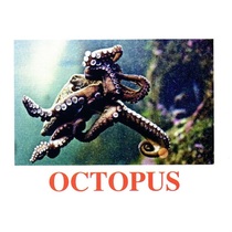 "Water Life" ("Подводный мир") английские карточки Домана - «globural.ru» - Архангельск