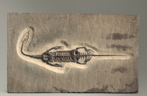 Брахиопода Cyrtospirifer rudkinensis на породе - «globural.ru» - Архангельск