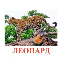 Карточки Домана "Дикие животные-2" - «globural.ru» - Архангельск