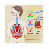 Панель "Дыхательная система" - «globural.ru» - Архангельск