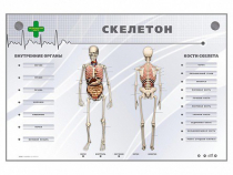 Электрифицированный стенд-тренажер "Скелетон" - «globural.ru» - Архангельск