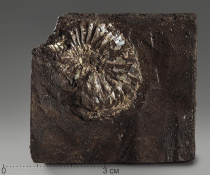 Аммонит (отпечаток) - «globural.ru» - Архангельск