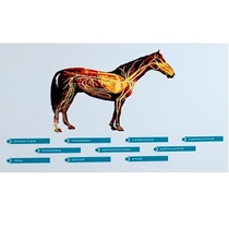 Стенд-планшет светодинамический "Изучение кровеносной системы сельскохозяйственных животных" со сменными панелями - «globural.ru» - Архангельск