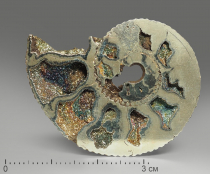 Аммонит пиритизированный, полированный срез 4-4,5 см - «globural.ru» - Архангельск