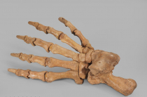 Лапа пещерного медведя Ursus spelaeus задняя - «globural.ru» - Архангельск