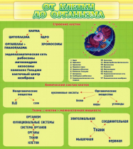 Стенд "От клетки до организма" - «globural.ru» - Архангельск
