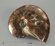 Аммонит с аммолитом, полированный - «globural.ru» - Архангельск