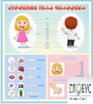 Стенд "Строение человека" для детей - «globural.ru» - Архангельск