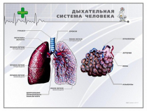 Стенд "Дыхательная система человека" - «globural.ru» - Архангельск