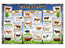 Стенд "Породы коров" - «globural.ru» - Архангельск