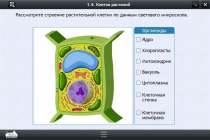 Интерактивные курсы. Биология 9 класс. Расширенный - «globural.ru» - Архангельск