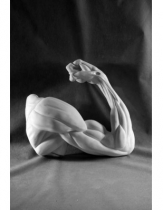 Рука, согнутая в локте - «globural.ru» - Архангельск