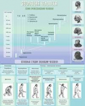 Стенд "Эволюция человека" (вариант 1) - «globural.ru» - Архангельск