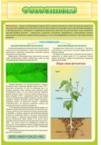 Стенд "Фотосинтез" - «globural.ru» - Архангельск