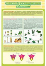 Стенд "Способы размножения растений" - «globural.ru» - Архангельск