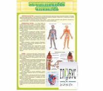 Стенд "Кровеносная система" - «globural.ru» - Архангельск