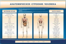 Электрифицированный стенд-тренажер c макетом скелета "Анатомическое строение человека" - «globural.ru» - Архангельск