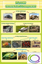 Стенд "Класс пресмыкающиеся" - «globural.ru» - Архангельск