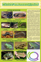 Стенд "Класс земноводные" - «globural.ru» - Архангельск