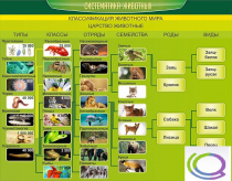 Стенд "Систематика животных" - «globural.ru» - Архангельск