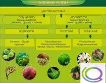 Стенд "Систематика растений" - «globural.ru» - Архангельск