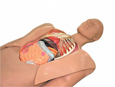 Муляж оперируемого пациента с экскурсией в грудную клетку и маской наркоза - «globural.ru» - Архангельск