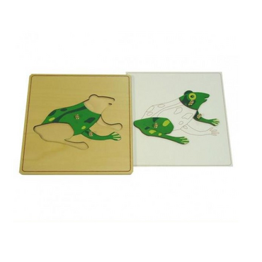 Строение лягушки с контуром - «globural.ru» - Архангельск