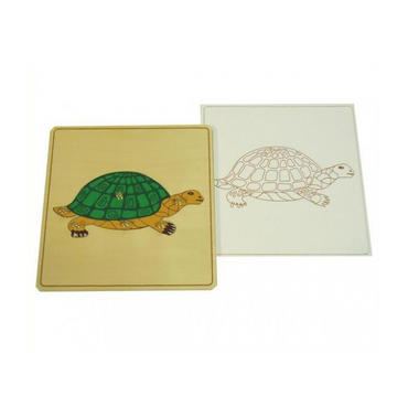 Строение черепахи с контуром - «globural.ru» - Архангельск