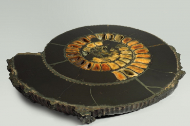 Аммонит пиритизированный, полированный срез 31,5х28х4 см - «globural.ru» - Архангельск