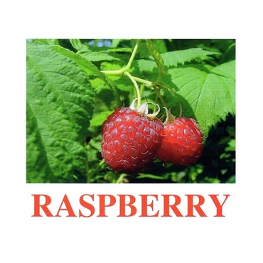 "Berries-1" ("Ягоды-1") английские карточки Домана - «globural.ru» - Архангельск