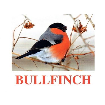 "Birds-1" ("Птицы-1") английские карточки Домана - «globural.ru» - Архангельск