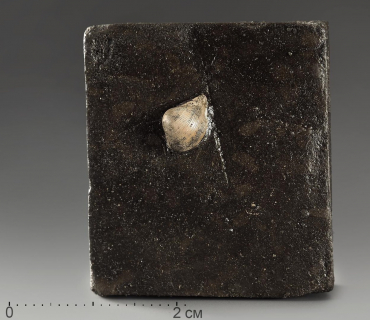 Двустворка Nuculana sp - «globural.ru» - Архангельск