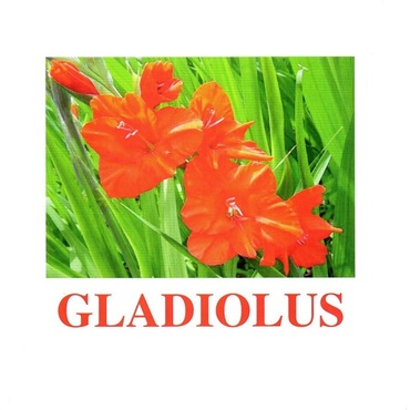 "Flowers-1" ("Цветы-1") английские карточки Домана - «globural.ru» - Архангельск