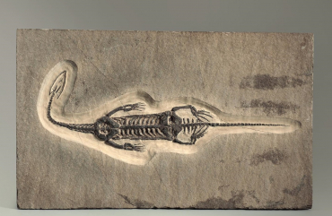 Брахиопода Cyrtospirifer rudkinensis на породе - «globural.ru» - Архангельск