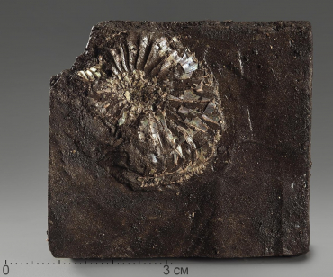 Аммонит (отпечаток) - «globural.ru» - Архангельск