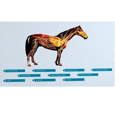 Стенд-планшет светодинамический "Изучение кровеносной системы сельскохозяйственных животных" со сменными панелями - «globural.ru» - Архангельск