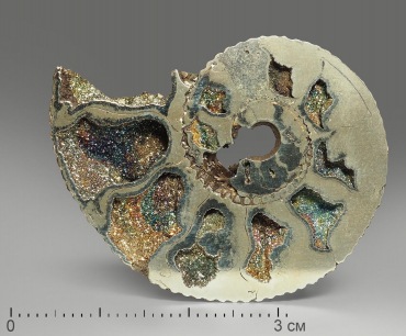 Аммонит пиритизированный, полированный срез 4-4,5 см - «globural.ru» - Архангельск