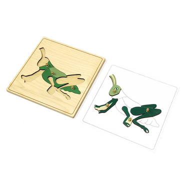 Строение кузнечика с контуром - «globural.ru» - Архангельск