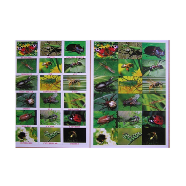 Английское лото "Насекомые" - «globural.ru» - Архангельск