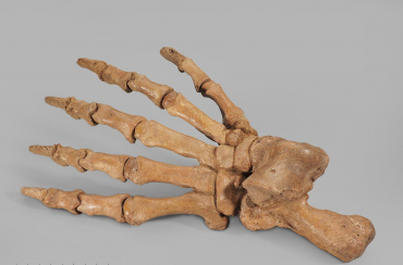 Лапа пещерного медведя Ursus spelaeus задняя - «globural.ru» - Архангельск