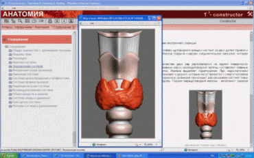 Анатомия онлайн. Школьный атлас - «globural.ru» - Архангельск