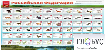 Стенд "Красная книга РФ" - «globural.ru» - Архангельск