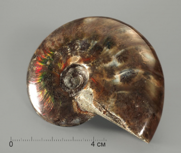 Аммонит с аммолитом, полированный - «globural.ru» - Архангельск