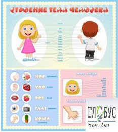 Стенд "Строение человека" для детей - «globural.ru» - Архангельск