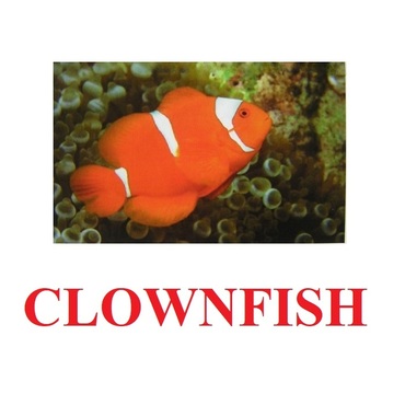 "Fish" ("Рыбы") английские карточки Домана - «globural.ru» - Архангельск