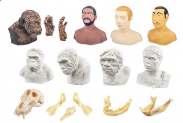 Набор моделей палеонтологических находок "Происхождение человека" - «globural.ru» - Архангельск