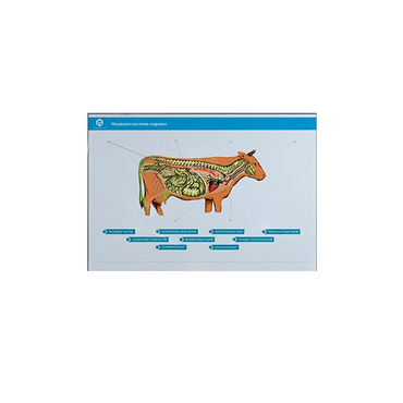 Стенд-планшет светодинамический "Изучение нервной системы сельскохозяйственных животных" со сменными панелями - «globural.ru» - Архангельск