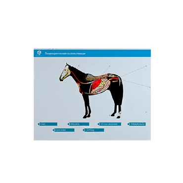 Стенд-планшет светодинамический "Изучение пищеварительной системы сельскохозяйственных животных" со сменными панелями - «globural.ru» - Архангельск