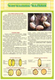 Стенд "Строение семян" - «globural.ru» - Архангельск